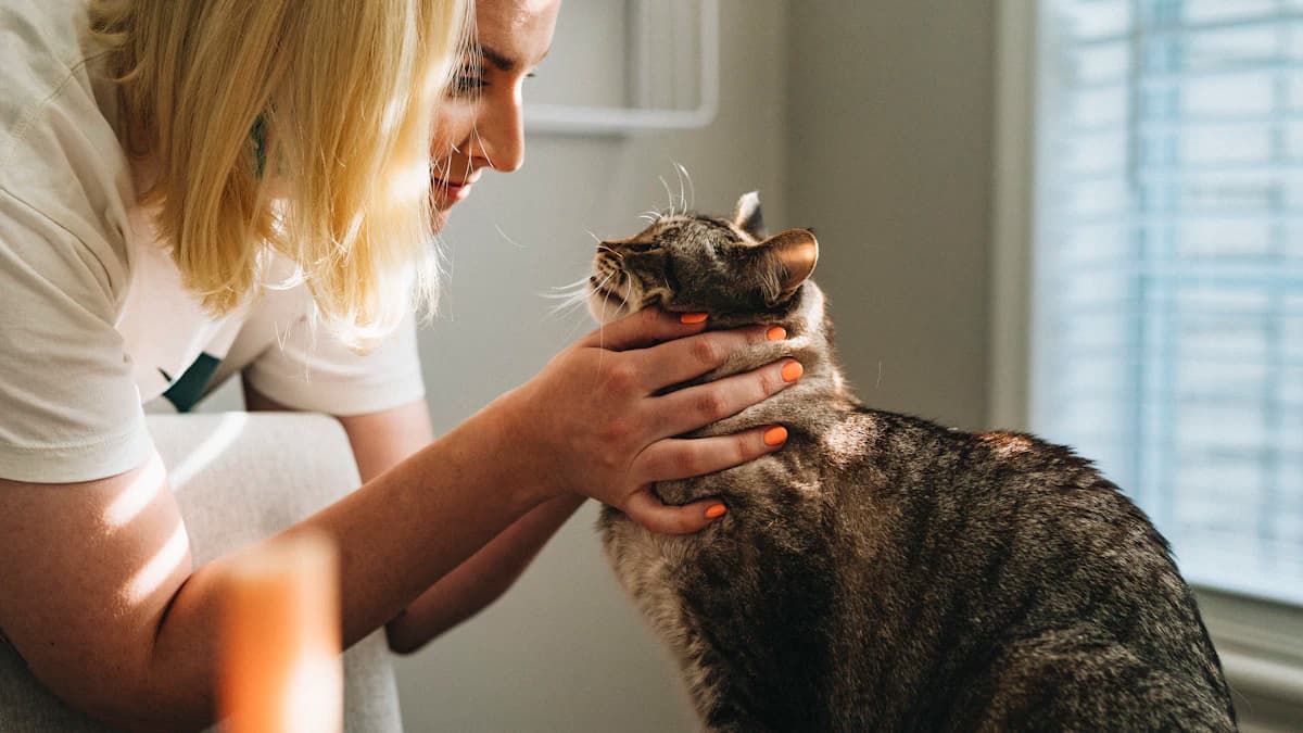 Owner petting a cat
